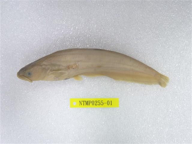 鯰魚藏品圖，第1張