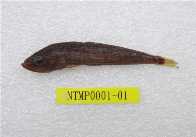 貢氏鰐齒魚藏品圖，第1張
