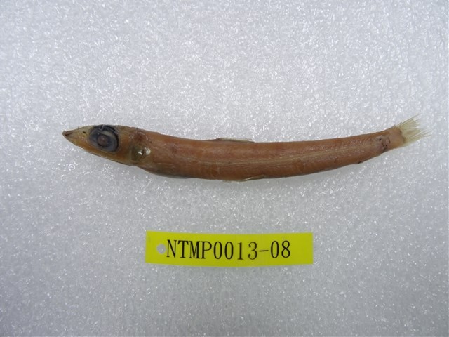 鹿兒島水珍魚藏品圖，第1張