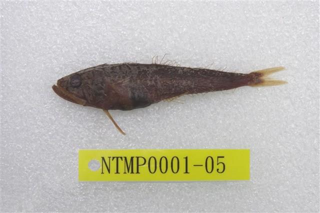 Accession Number:NTMP0001-05 Collection Image, Figure 1, Total 2 Figures