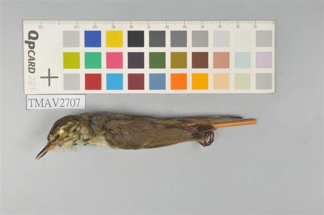 極北柳鶯藏品圖，第5張