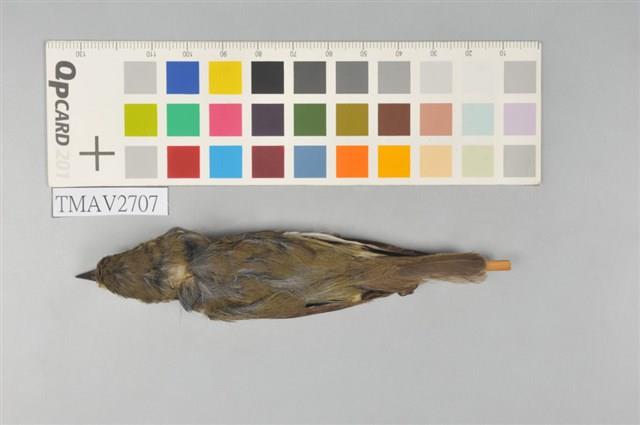 極北柳鶯藏品圖，第3張
