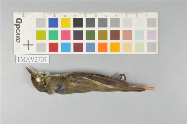 極北柳鶯藏品圖，第6張