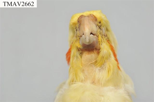 玄鳳鸚鵡藏品圖，第9張