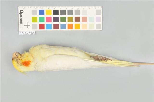 玄鳳鸚鵡藏品圖，第5張