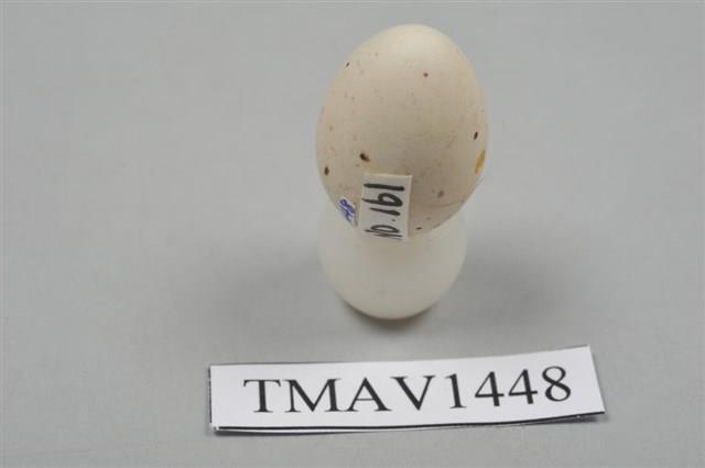 小河原鶸卵藏品圖，第5張
