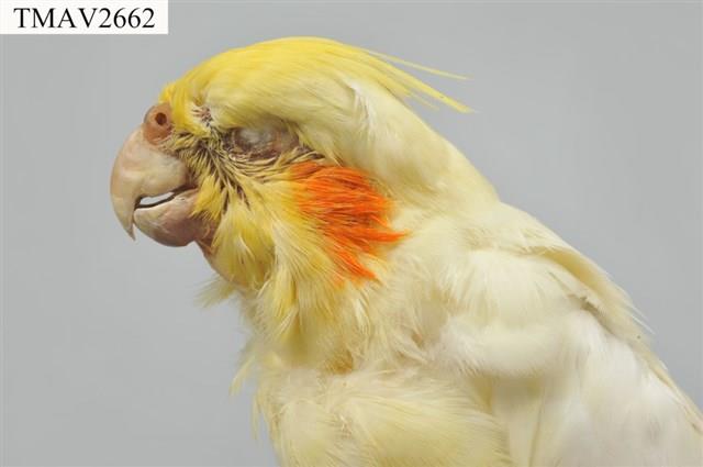 玄鳳鸚鵡藏品圖，第7張