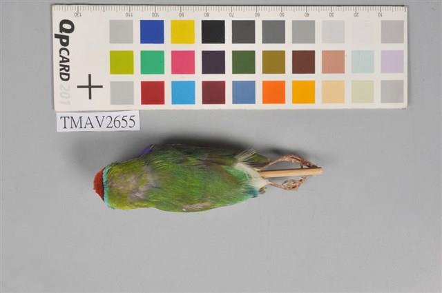 胡錦鳥藏品圖，第3張