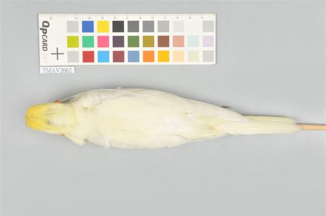 玄鳳鸚鵡藏品圖，第3張