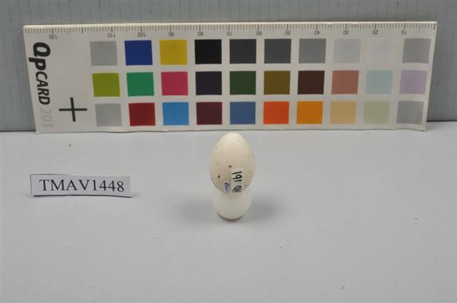 小河原鶸卵藏品圖，第3張
