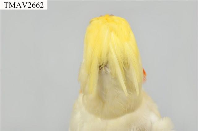 玄鳳鸚鵡藏品圖，第10張