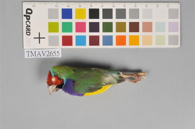 胡錦鳥藏品圖，第6張