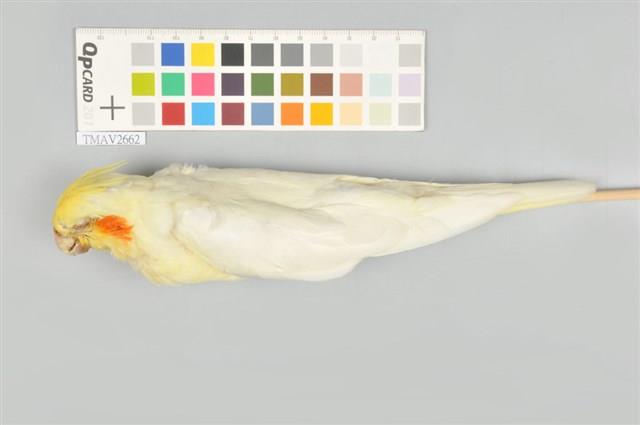 玄鳳鸚鵡藏品圖，第6張