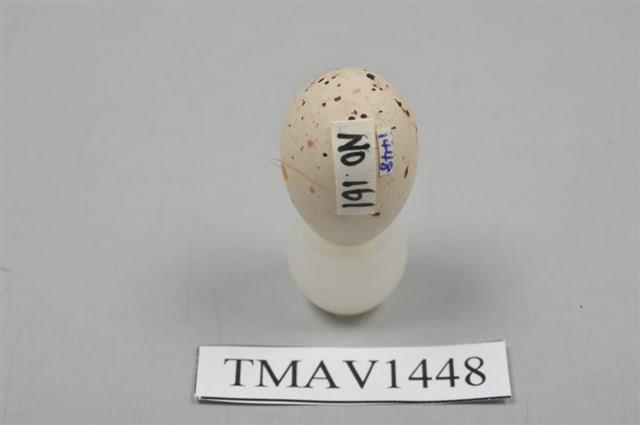 小河原鶸卵藏品圖，第6張
