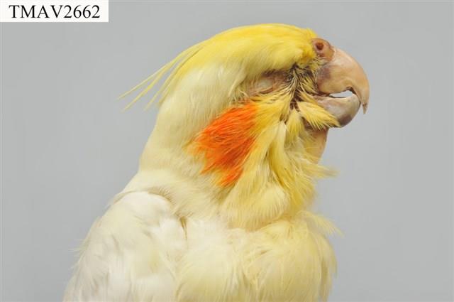 玄鳳鸚鵡藏品圖，第8張