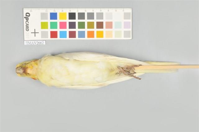 玄鳳鸚鵡藏品圖，第4張