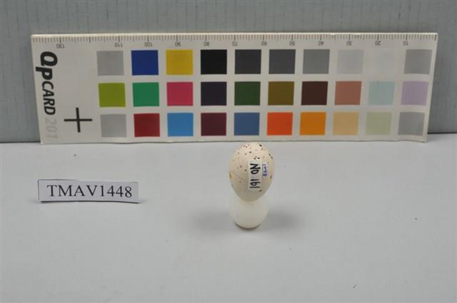 小河原鶸卵藏品圖，第4張