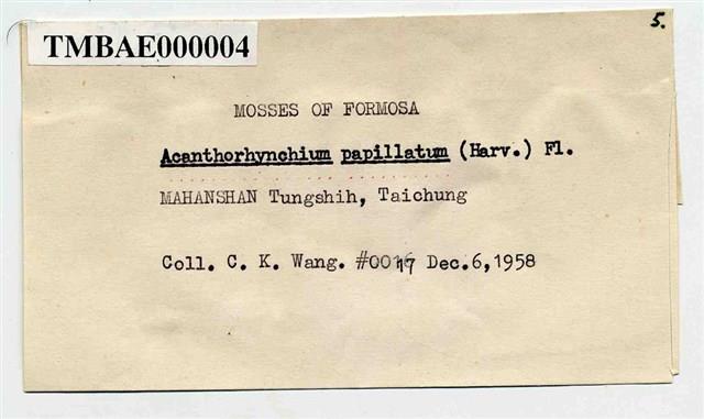 Acanthorrhynchium papillatum (Harv.) Fleisch. Collection Image, Figure 2, Total 3 Figures