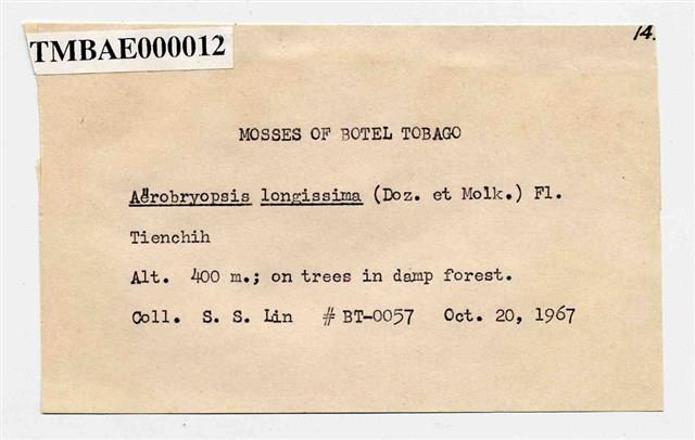 Aerobryopsis longissima (Doz. Et Molk.) Fleisch. Collection Image, Figure 3, Total 8 Figures