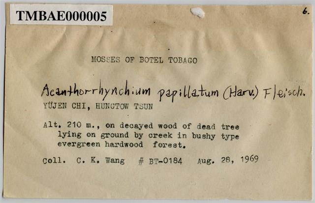 Acanthorrhynchium papillatum (Harv.) Fleisch. Collection Image, Figure 3, Total 10 Figures