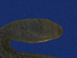 Big-eyed rat snake Collection Image, Figure 2, Total 9 Figures