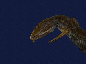 Stejneger's grass lizard Collection Image, Figure 2, Total 9 Figures