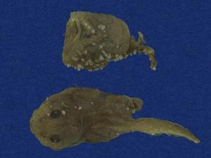 草花蛇藏品圖，第5張