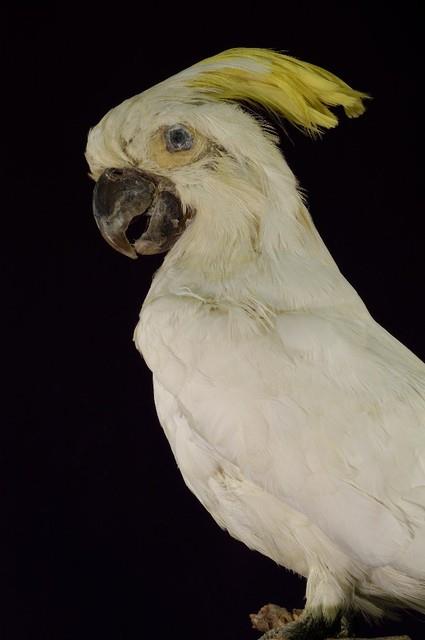 葵花鳳頭鸚鵡藏品圖，第2張