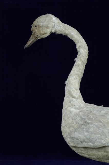 鵠藏品圖，第2張