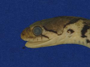 草花蛇藏品圖，第2張