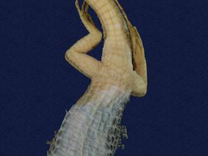 Stejneger's grass lizard Collection Image, Figure 3, Total 9 Figures