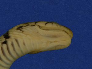 草花蛇藏品圖，第4張