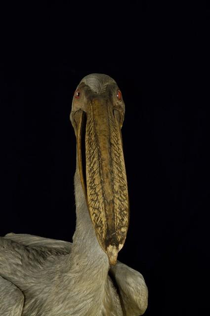 Dalmatian Pelican Collection Image, Figure 3, Total 11 Figures