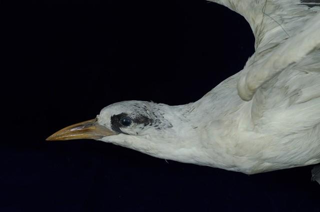 紅尾熱帶鳥藏品圖，第2張
