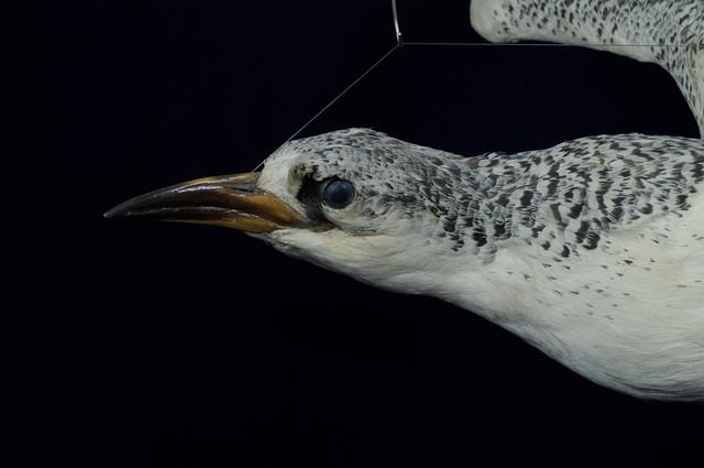 Red-tailed Tropic Bird Collection Image, Figure 2, Total 13 Figures