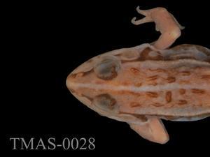 Dark-spotted frog Collection Image, Figure 2, Total 13 Figures