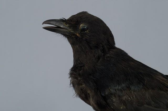 Black Drongo Collection Image, Figure 2, Total 13 Figures