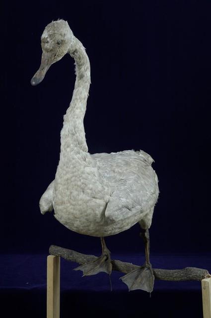 鵠藏品圖，第7張