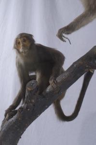 Formosan Rock-monkey Collection Image, Figure 6, Total 10 Figures