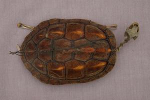 Chinese striped-neck turtle Collection Image, Figure 6, Total 13 Figures