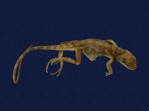 Swinhoe’s tree lizard Collection Image, Figure 7, Total 11 Figures