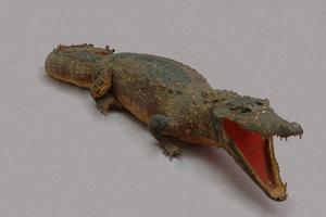 Spectacled caiman Collection Image, Figure 7, Total 15 Figures