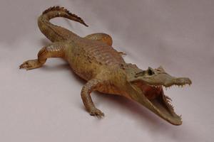 Spectacled caiman Collection Image, Figure 7, Total 15 Figures