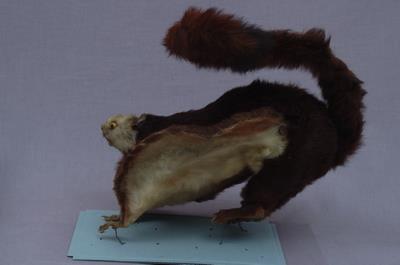 白面鼯鼠藏品圖，第6張