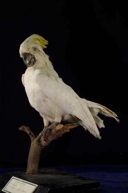 葵花鳳頭鸚鵡藏品圖，第4張