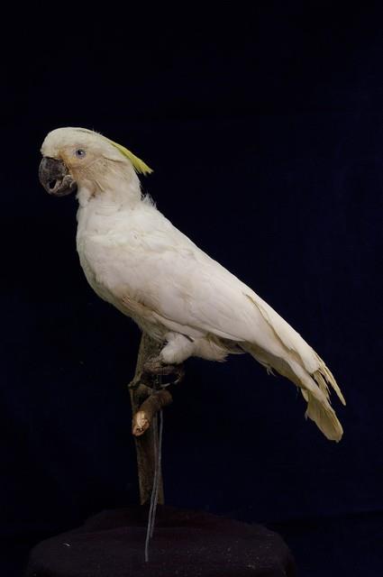 葵花鳳頭鸚鵡藏品圖，第4張