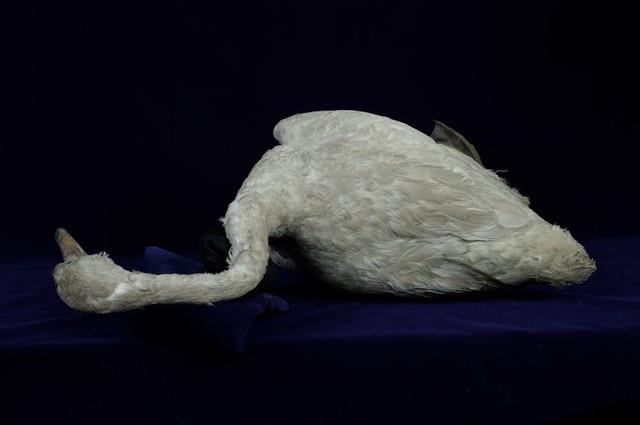 鵠藏品圖，第5張