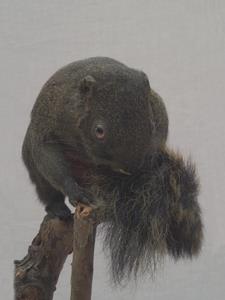赤腹松鼠藏品圖，第4張