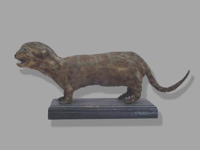 Formosan Clouded Leopard Collection Image, Figure 4, Total 7 Figures