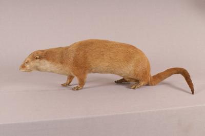 Chinese River Otter Collection Image, Figure 4, Total 11 Figures